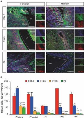 Catecholaminergic Innervation of Periventricular Neurogenic Regions of the Developing Mouse Brain